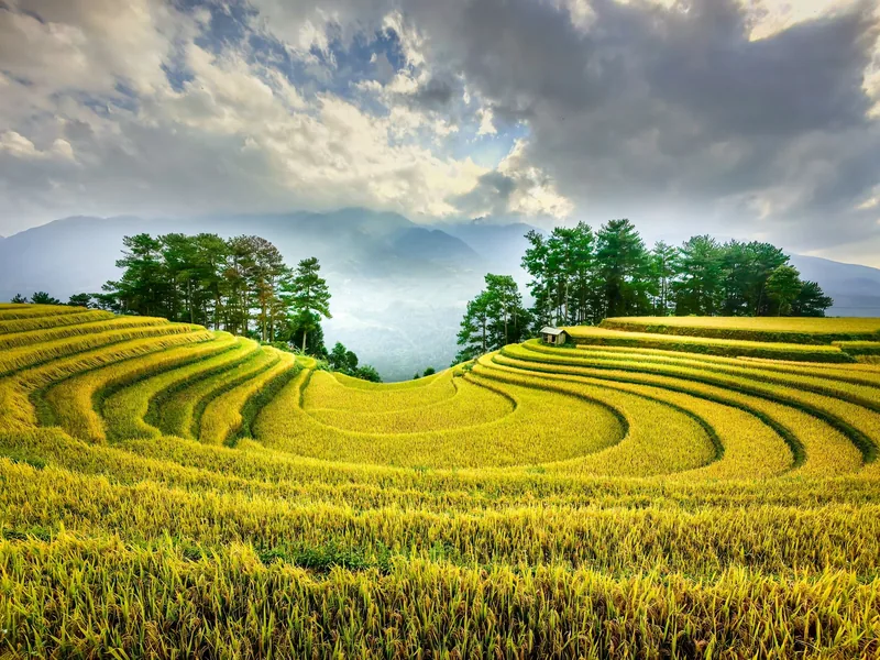 Golden terraced rice fields curve around a small hut under a cloudy sky in Mu Cang Chai.